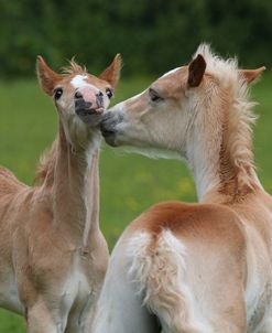 CQ2R0901 Haflinger Foals, Owned By Helen Norville, UK