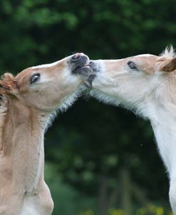 CQ2R1195 Haflinger Foals, Owned By Helen Norville, UK