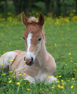 CQ2R1217 Haflinger Foal Resting, Owned By Helen Norville, UK