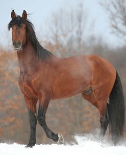 AY3V9982 Andalucian Stallion-Confiado-In The Snow, Appin Farm, MI