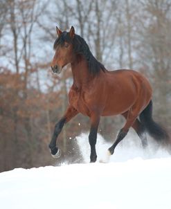 AY3V9993 Andalucian Stallion-Confiado-In The Snow, Appin Farm, MI