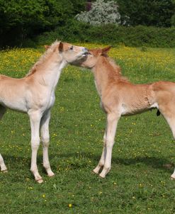 CQ2R0722 Haflinger Foals, Owned By Helen Norville, UK