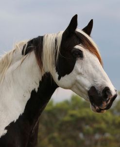 CQ2R4337 Gypsy Vanner, WR Ranch, FL