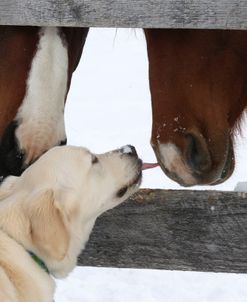 CQ2R5371 Dog Licking Horses Noses, Appin Farm, MI
