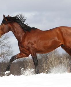 CQ2R5992 Andalucian Stallion-Confiado-In The Snow, Appin Farm, MI