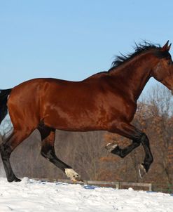 CQ2R6276 Andalucian Stallion-Confiado-In The Snow, Appin Farm, MI
