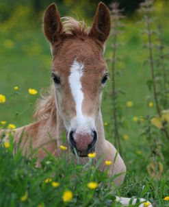 CQ2R1223 Haflinger Foal Resting, Owned By Helen Norville, UK