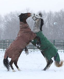 CQ2R1409 Playfighting Horses In The Snow, Appin Farm, MI