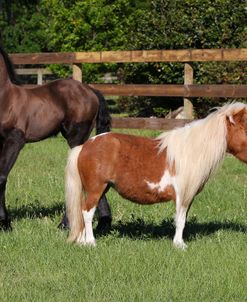 CQ2R1875 Miniature, Bluffview Clydesdales and Friesians, FL