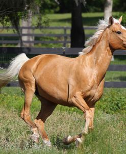 CQ2R2135 Palomino Warmblood, Owned By Jean Thornton, FL