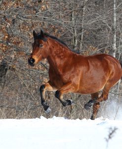 CQ2R6843 Paso Fino X Morgan Mare-Gypsy-In The Snow, Appin Farm, MI