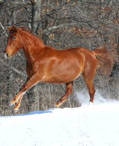 CQ2R6956 Andalucian Mare-Dulce-In The Snow, Appin Farm, MI