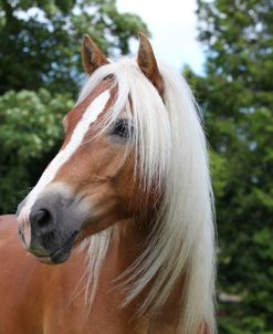 CQ2R8704 Haflinger, Owned By Helen Norville, UK