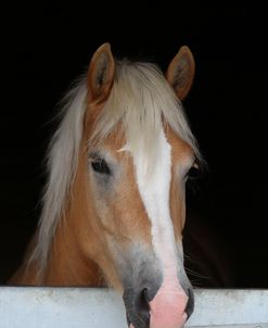 CQ2R9000 Haflinger Looking Over Stable Door, Owned By Helen Norville, UK