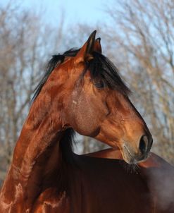 CQ2R6427 Andalucian Stallion-Confiado-Appin Farm, MI