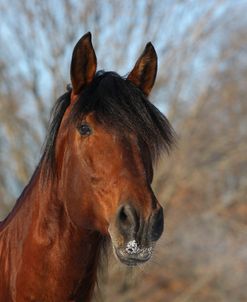 CQ2R6432 Andalucian Stallion-Confiado-Appin Farm, MI