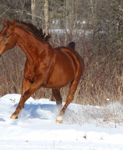 CQ2R6591 Thoroughbred-Jacques-In The Snow, Appin Farm, MI