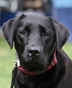 790A1320 Retriever – Black Labrador