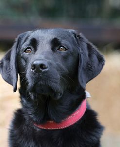 790A1325 Retriever – Black Labrador