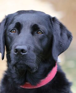 790A1343 Retriever – Black Labrador