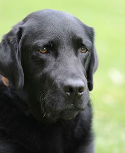 790A1669 Retriever – Black Labrador