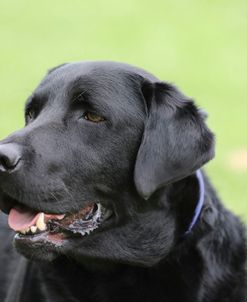 790A1689 Retriever – Black Labrador