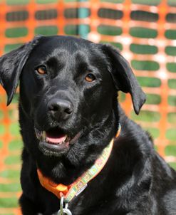 790A1758 Retriever – Black Labrador