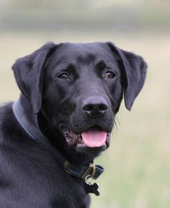 790A1155 Retriever – Black Labrador