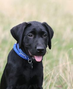 790A1177 Retriever – Black Labrador