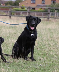 790A1198 Retriever – Black Labrador