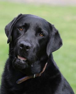 790A1301 Retriever – Black Labrador