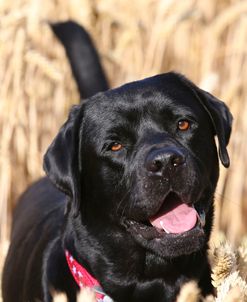 AY3V6069 Retriever – Black Labrador