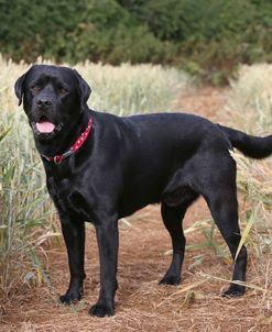 AY3V6163 Retriever – Black Labrador