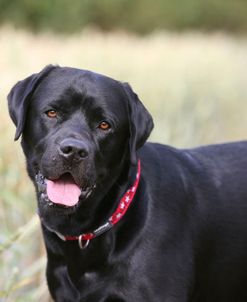 AY3V6167 Retriever – Black Labrador