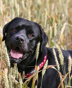 AY3V6173 Retriever – Black Labrador