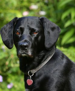 AY3V6560 Retriever – Black Labrador