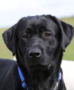 790A2160 Retriever – Black Labrador