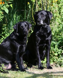 AY3V0028 Retriever – Black Labrador