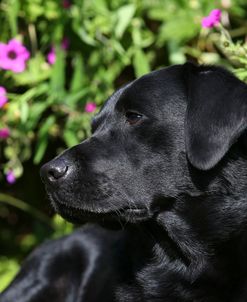 AY3V0084 Retriever – Black Labrador