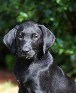 AY3V0118 Retriever – Black Labrador