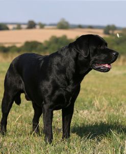 AY3V7416 Retriever – Black Labrador