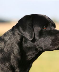 AY3V7423 Retriever – Black Labrador