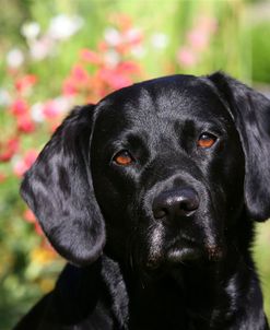 AY3V6607 Retriever – Black Labrador