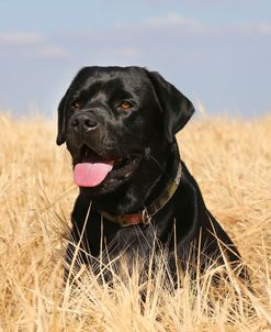 AY3V7250 Retriever – Black Labrador