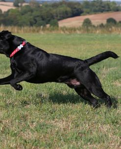 AY3V7314 Retriever – Black Labrador