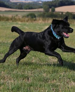 AY3V7389 Retriever – Black Labrador