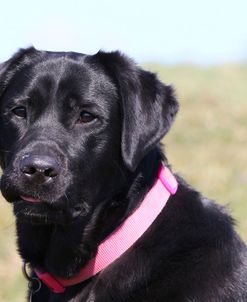 CQ2R2086 Retriever – Black Labrador