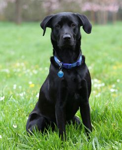 CQ2R2387 Retriever – Black Labrador