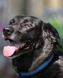 CQ2R7321 Retriever – Black Labrador