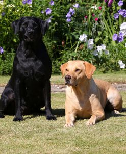 CQ2R7415 Retriever – Labrador